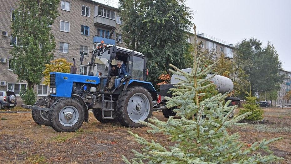 В Лисках проводят озеленение города..